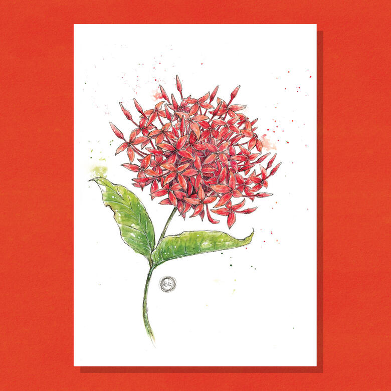 Ixora