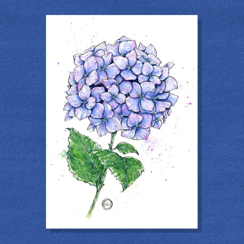 Hydrangea