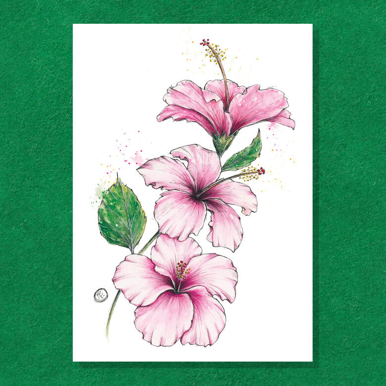 Hibiscus