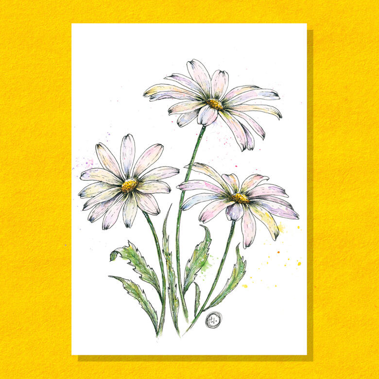 Daisies
